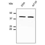 Western Blot - Anti-GAPDH Antibody (AB0049) - Antibodies.com