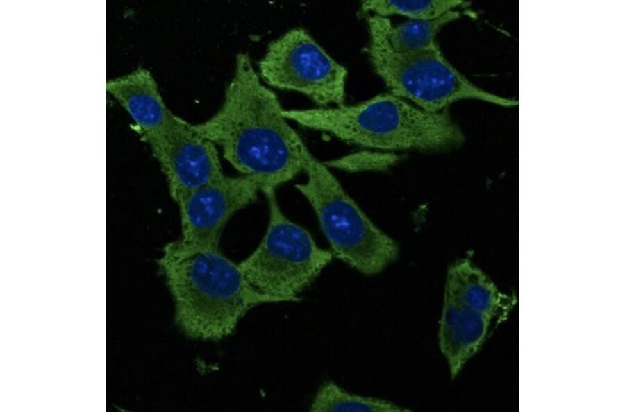 Immunoflouroscence - Anti-GAPDH Antibody (AB0049) - Antibodies.com