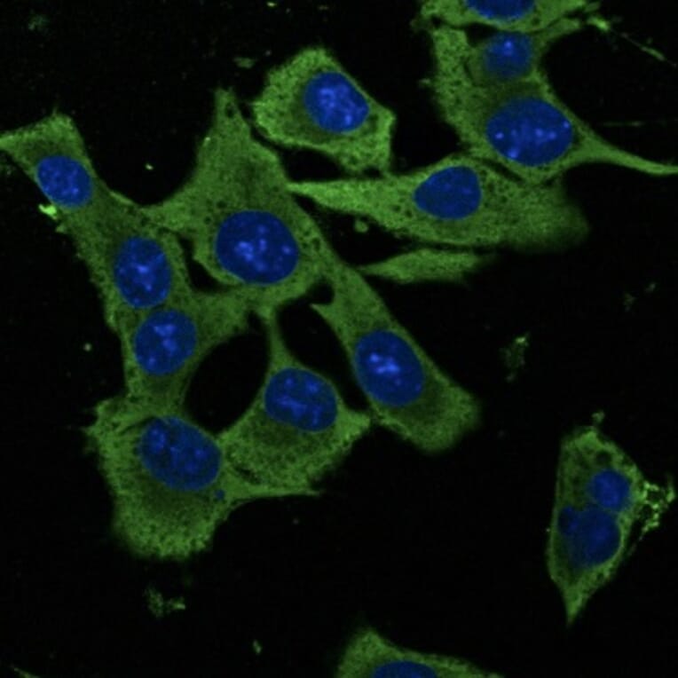 Immunoflouroscence - Anti-GAPDH Antibody (AB0049) - Antibodies.com