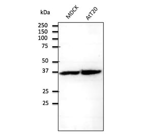 Western Blot - Anti-RPS6 Antibody (AB0052) - Antibodies.com