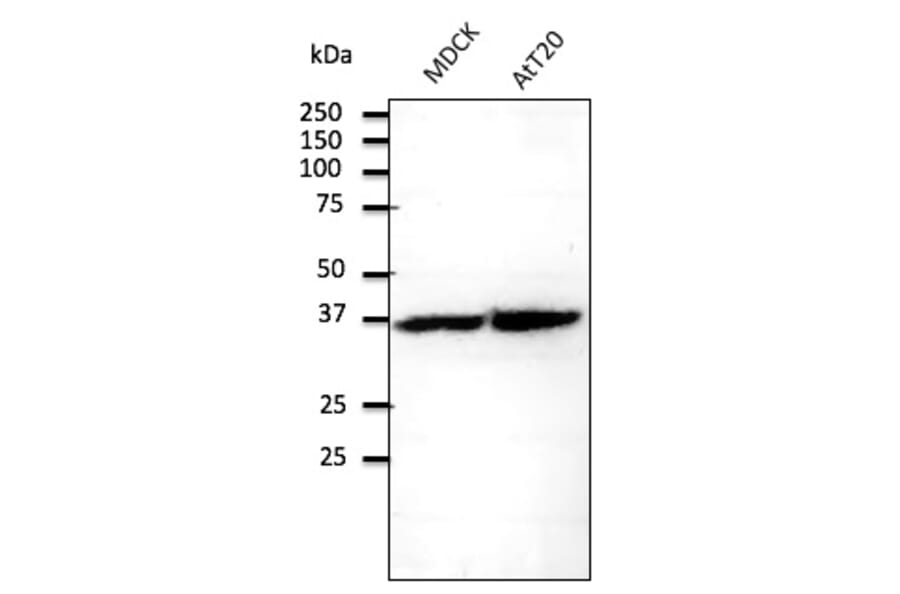Western Blot - Anti-RPS6 Antibody (AB0052) - Antibodies.com