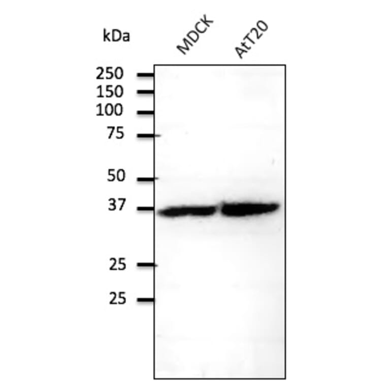 Western Blot - Anti-RPS6 Antibody (AB0052) - Antibodies.com