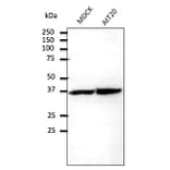 Western Blot - Anti-RPS6 Antibody (AB0052) - Antibodies.com