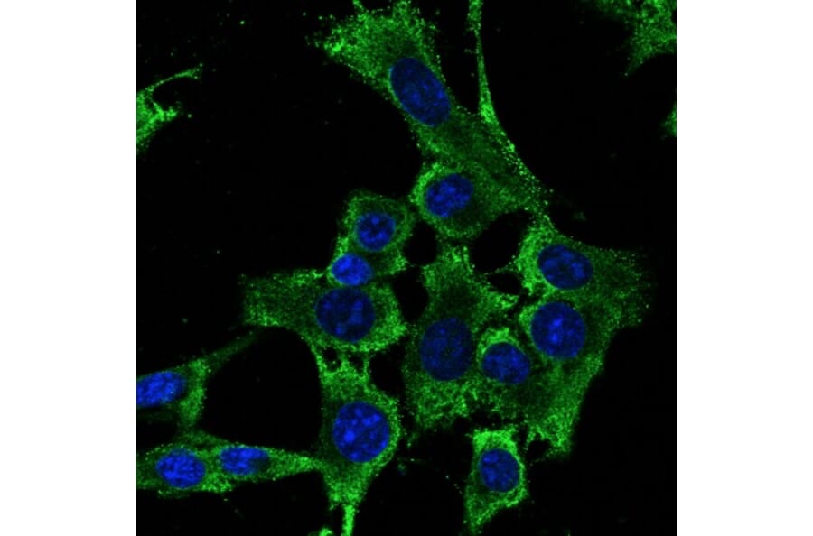 Immunoflouroscence - Anti-RPS6 Antibody (AB0052) - Antibodies.com