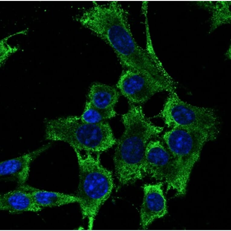 Immunoflouroscence - Anti-RPS6 Antibody (AB0052) - Antibodies.com