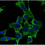 Immunoflouroscence - Anti-RPS6 Antibody (AB0052) - Antibodies.com
