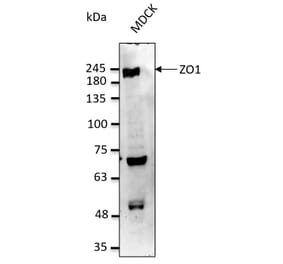 Western Blot - Anti-ZO1 Antibody (AB0054) - Antibodies.com