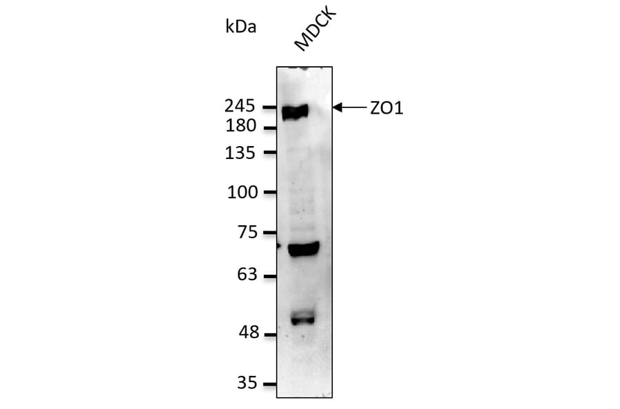 Western Blot - Anti-ZO1 Antibody (AB0054) - Antibodies.com