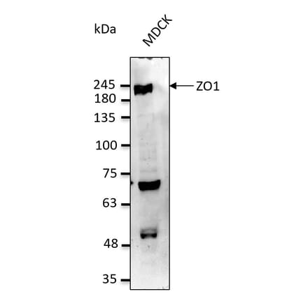 Western Blot - Anti-ZO1 Antibody (AB0054) - Antibodies.com