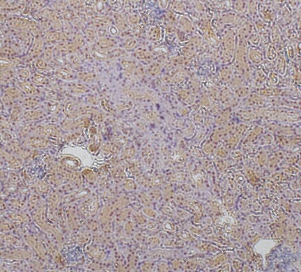 Anti-ZO1 Antibody (A121581) | Antibodies.com