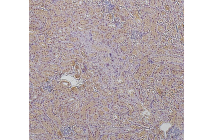 Immunohistochemistry - Anti-ZO1 Antibody (AB0054) - Antibodies.com