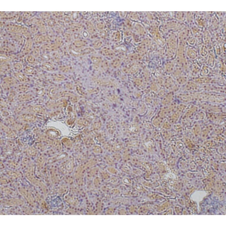 Immunohistochemistry - Anti-ZO1 Antibody (AB0054) - Antibodies.com