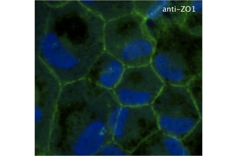 Immunoflouroscence - Anti-ZO1 Antibody (AB0054) - Antibodies.com
