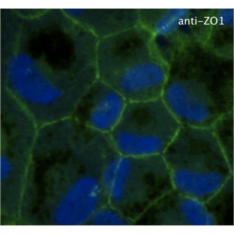 Immunoflouroscence - Anti-ZO1 Antibody (AB0054) - Antibodies.com