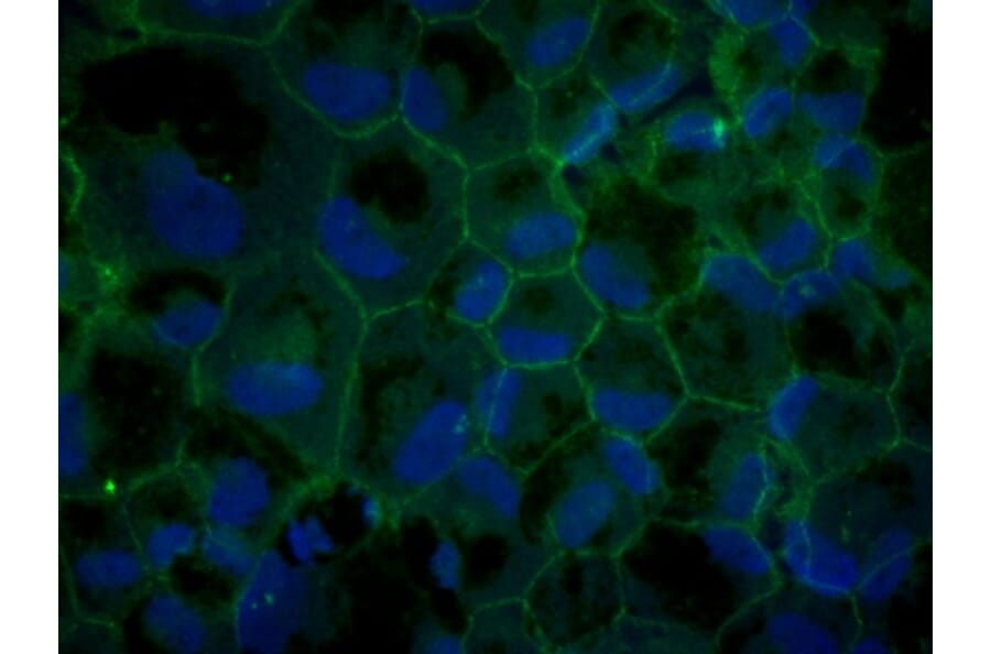 Immunoflouroscence - Anti-ZO1 Antibody (AB0054) - Antibodies.com