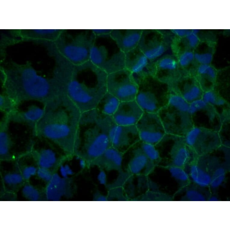 Immunoflouroscence - Anti-ZO1 Antibody (AB0054) - Antibodies.com