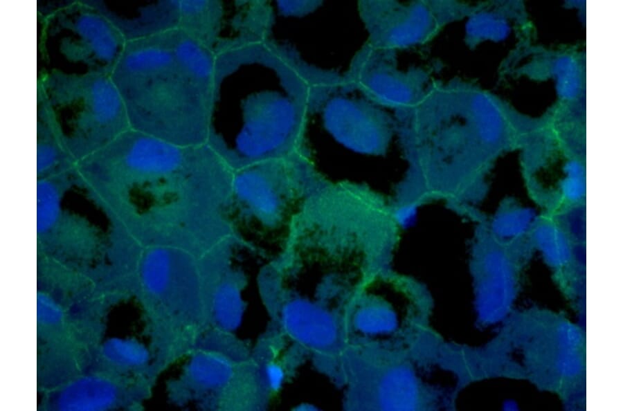 Immunoflouroscence - Anti-ZO1 Antibody (AB0054) - Antibodies.com