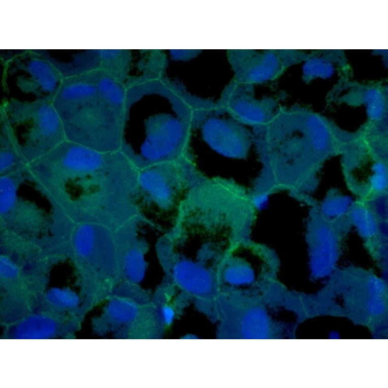 Immunoflouroscence - Anti-ZO1 Antibody (AB0054) - Antibodies.com