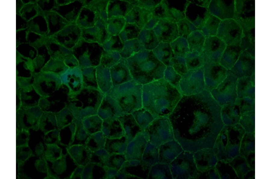 Immunoflouroscence - Anti-ZO1 Antibody (AB0054) - Antibodies.com