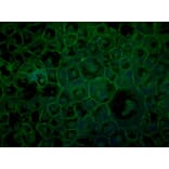 Immunoflouroscence - Anti-ZO1 Antibody (AB0054) - Antibodies.com