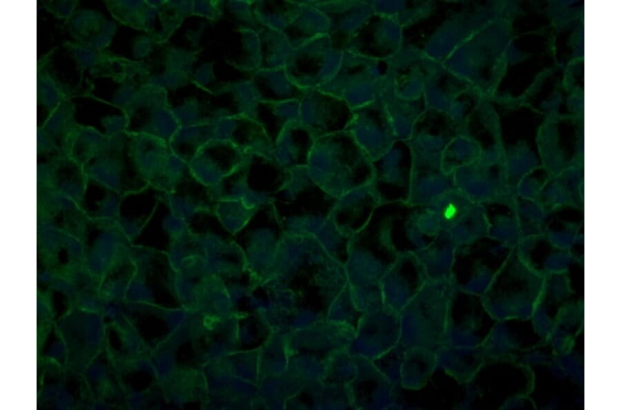 Immunoflouroscence - Anti-ZO1 Antibody (AB0054) - Antibodies.com