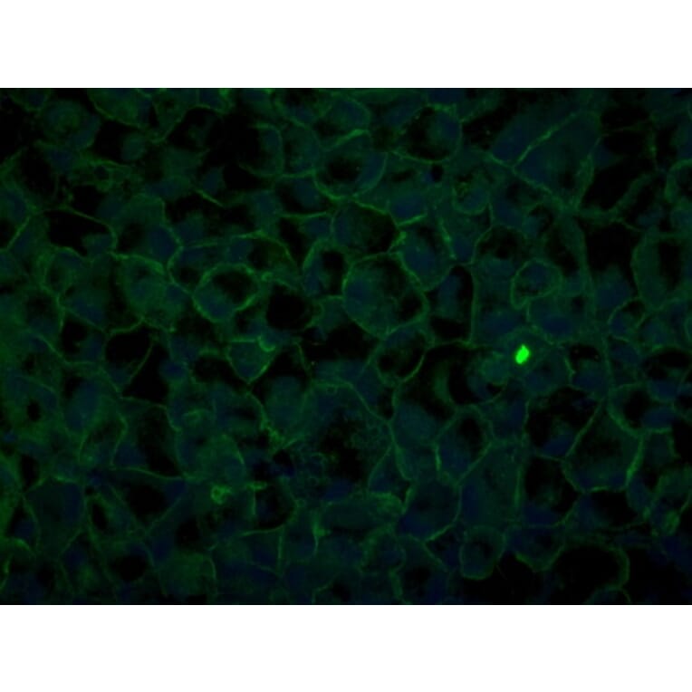 Immunoflouroscence - Anti-ZO1 Antibody (AB0054) - Antibodies.com