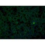 Immunoflouroscence - Anti-ZO1 Antibody (AB0054) - Antibodies.com