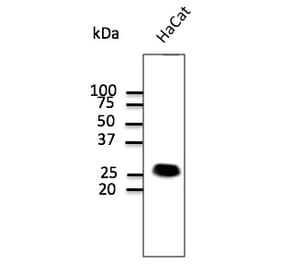 Western Blot - Anti-CAV1 Antibody (AB0055) - Antibodies.com