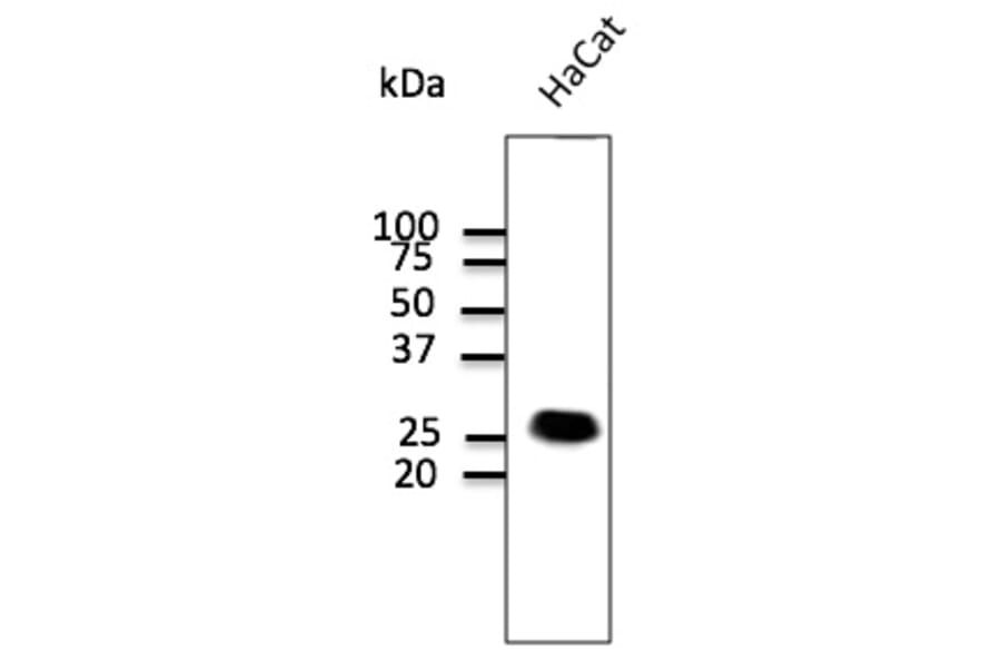 Western Blot - Anti-CAV1 Antibody (AB0055) - Antibodies.com
