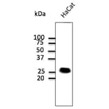 Western Blot - Anti-CAV1 Antibody (AB0055) - Antibodies.com