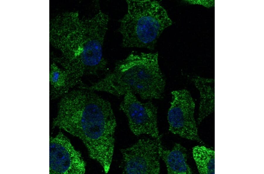 Immunoflouroscence - Anti-CAV1 Antibody (AB0055) - Antibodies.com