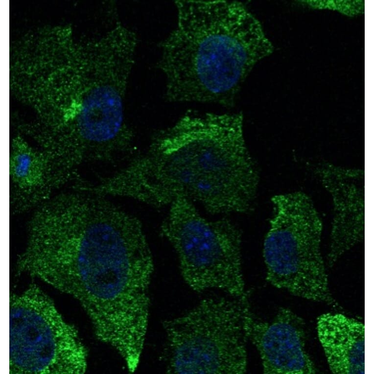 Immunoflouroscence - Anti-CAV1 Antibody (AB0055) - Antibodies.com