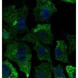 Immunoflouroscence - Anti-CAV1 Antibody (AB0055) - Antibodies.com