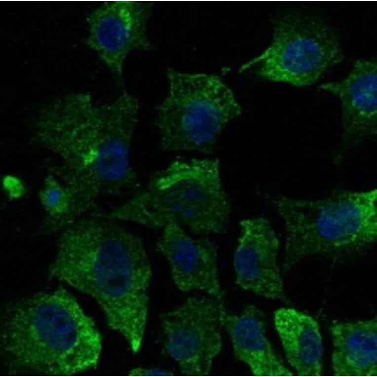Immunoflouroscence - Anti-CAV1 Antibody (AB0055) - Antibodies.com