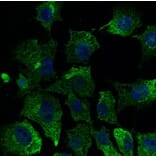 Immunoflouroscence - Anti-CAV1 Antibody (AB0055) - Antibodies.com