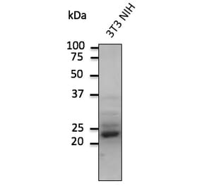 Western Blot - Anti-RAB9A Antibody (AB0056) - Antibodies.com