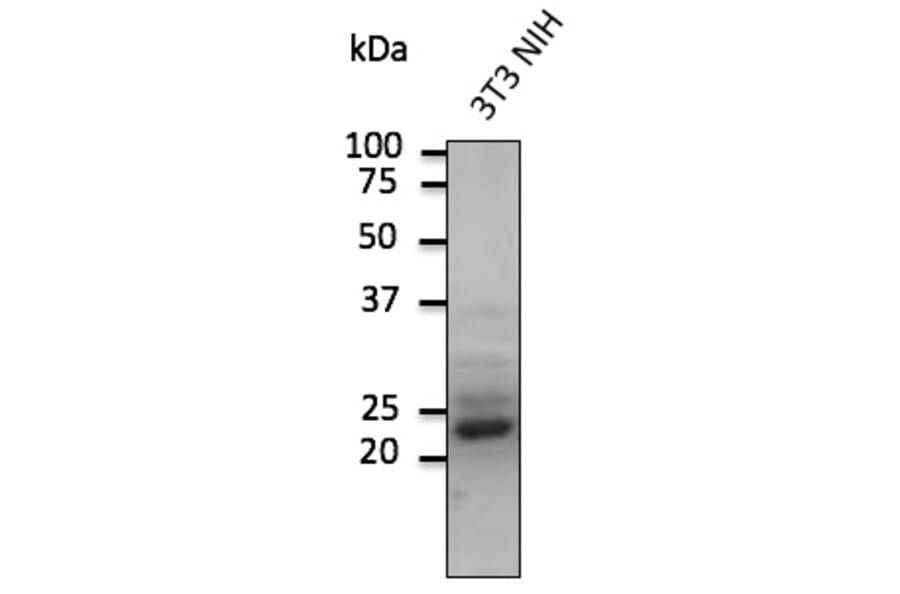 Western Blot - Anti-RAB9A Antibody (AB0056) - Antibodies.com