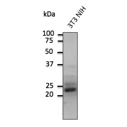 Western Blot - Anti-RAB9A Antibody (AB0056) - Antibodies.com