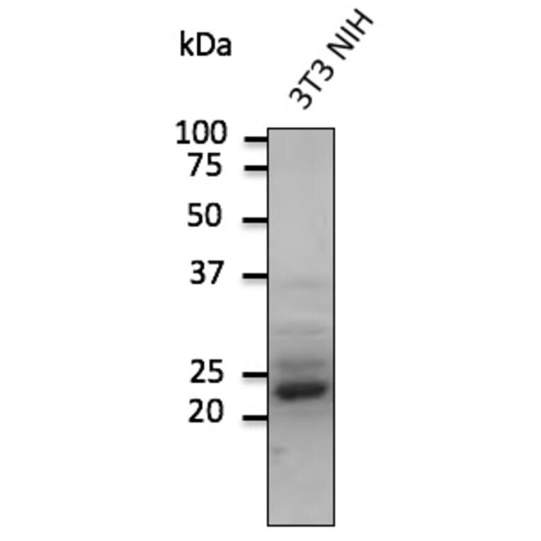 Western Blot - Anti-RAB9A Antibody (AB0056) - Antibodies.com