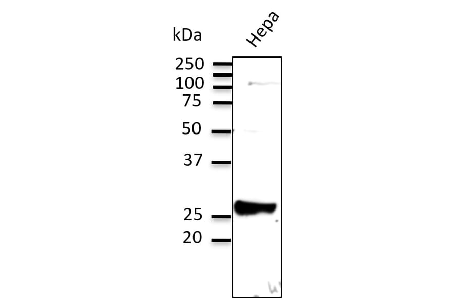Western Blot - Anti-RAB9A Antibody (AB0056) - Antibodies.com