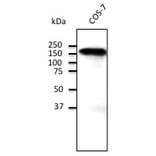 Western Blot - Anti-CDH1 Antibody (A121577) - Antibodies.com