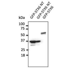 Western Blot - Anti-STX6 Antibody (AB0058) - Antibodies.com