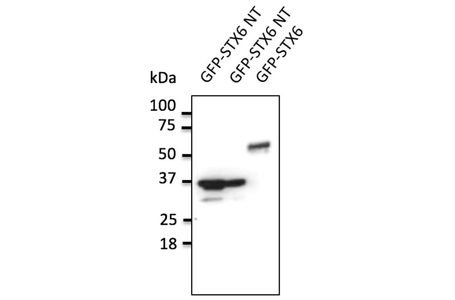 Western Blot - Anti-STX6 Antibody (AB0058) - Antibodies.com