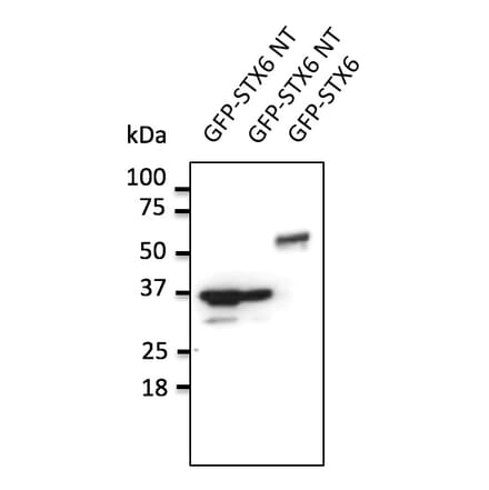 Western Blot - Anti-STX6 Antibody (AB0058) - Antibodies.com