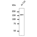 Western Blot - Anti-Clathrin Heavy Chain Antibody (AB0059) - Antibodies.com