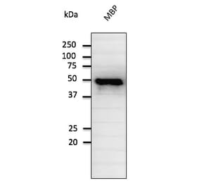 Western Blot - Anti-Maltose Binding Protein Antibody (AB0060) - Antibodies.com