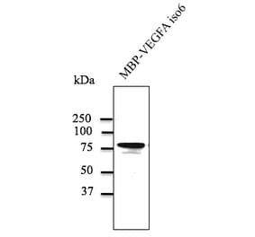 Western Blot - Anti-VEGFA Antibody (AB0063) - Antibodies.com