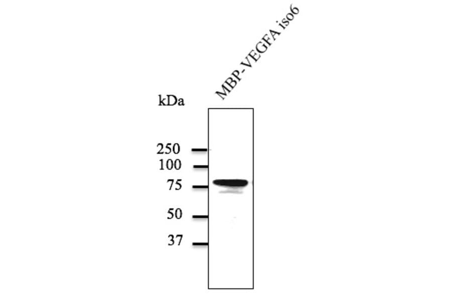 Western Blot - Anti-VEGFA Antibody (AB0063) - Antibodies.com
