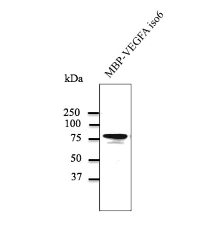 Western Blot - Anti-VEGFA Antibody (AB0063) - Antibodies.com
