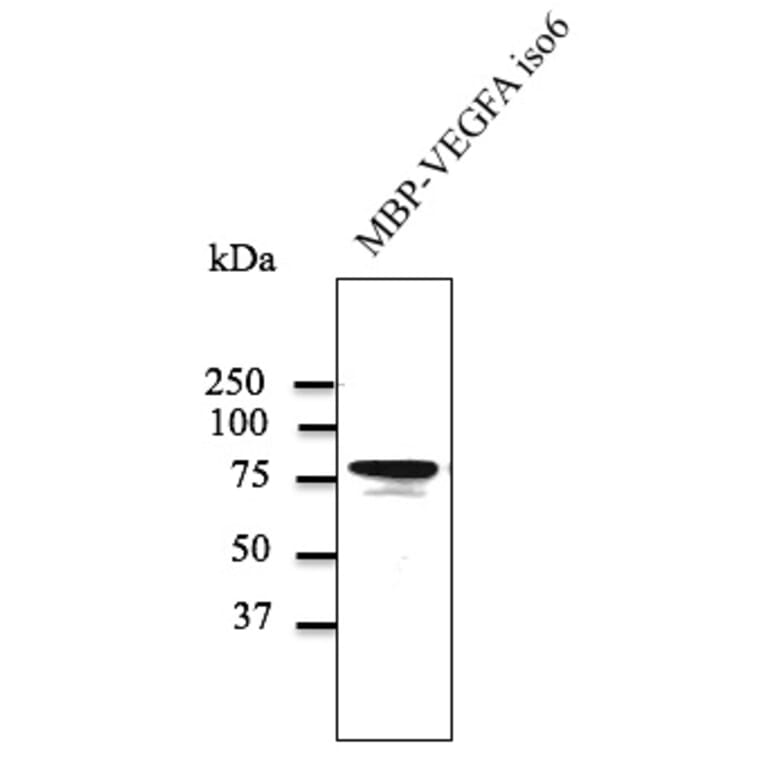 Western Blot - Anti-VEGFA Antibody (AB0063) - Antibodies.com